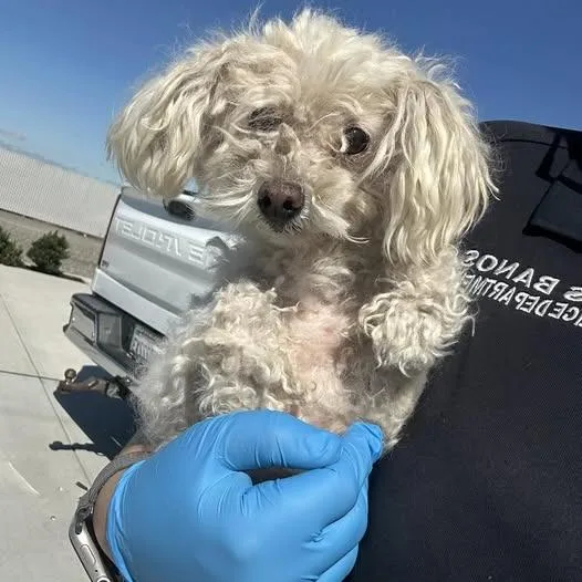 An adult small-sized female White / Cream Poodle dog named 26-857 for adoption in Los Banos, CA