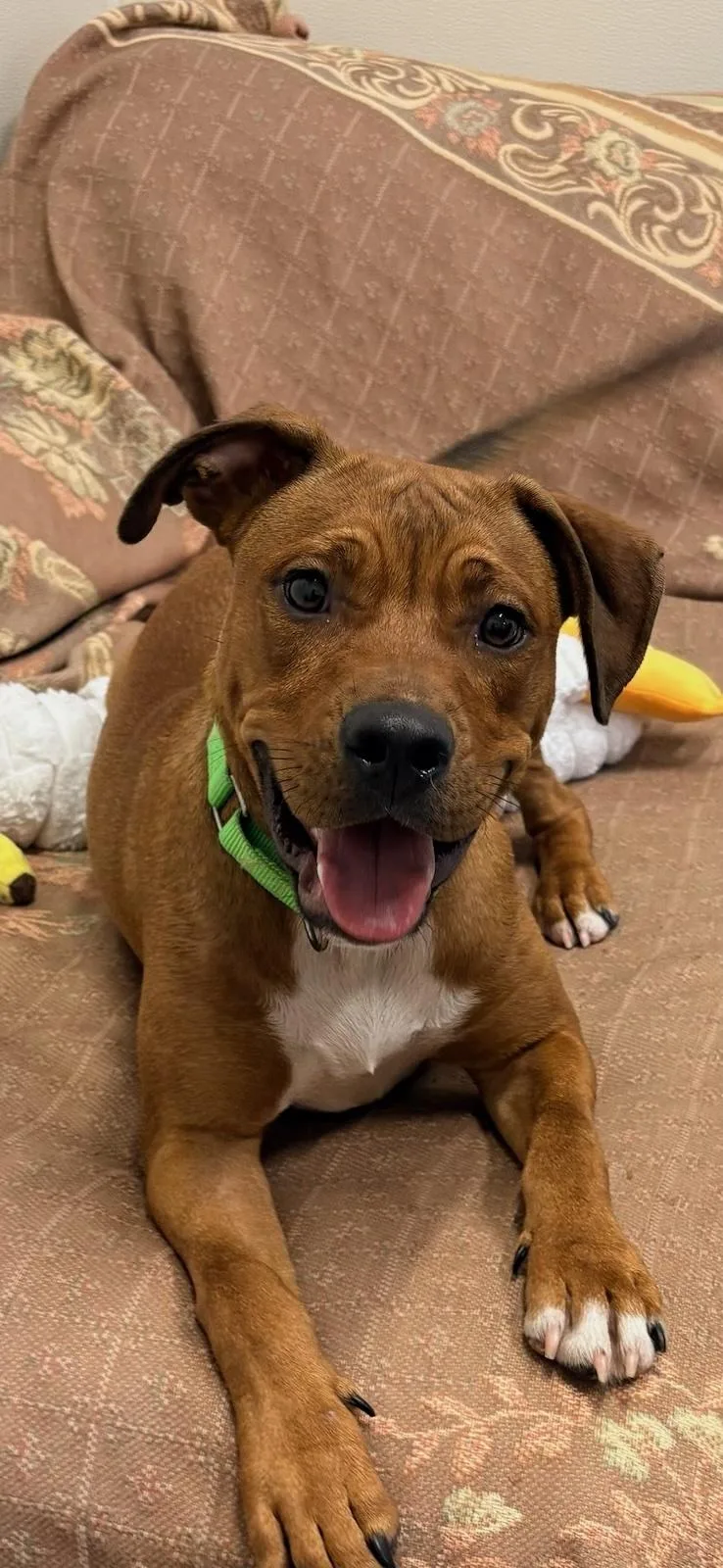 An adult medium-sized male Brown / Chocolate American Bully dog named Luke for adoption in Pawleys Island, SC