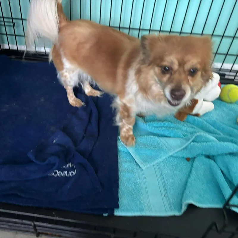 An adult small-sized female Pomeranian dog named Alani for adoption in New York, NY