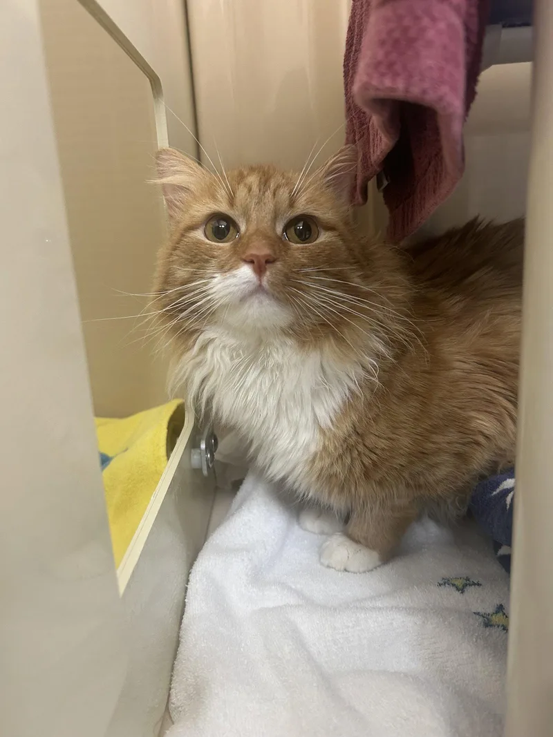 Smoothie thumbnail 2