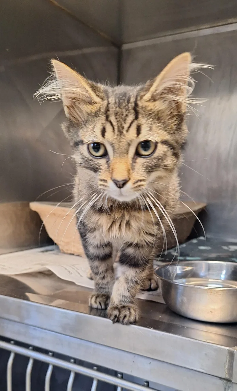 A baby medium-sized male Tabby (Brown / Chocolate) Maine Coon cat named Mateo for adoption in Stanton, KY
