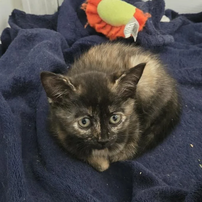 A baby small-sized female Tortoiseshell Domestic Medium Hair cat named Rigatoni for adoption in Chapel Hill, NC