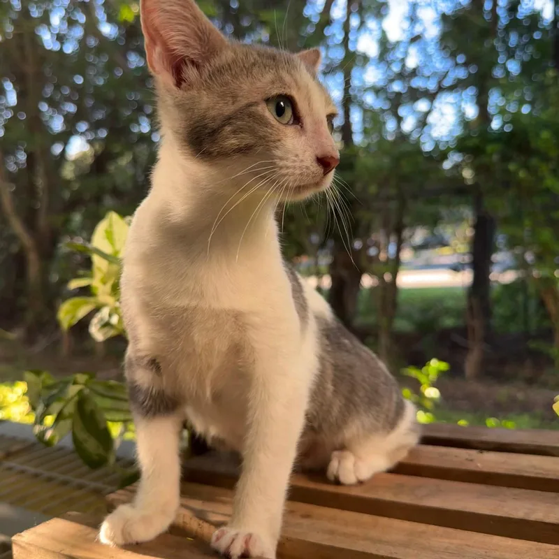 A baby medium-sized male Domestic Short Hair cat named Forest and Sage for adoption in Sunrise, FL