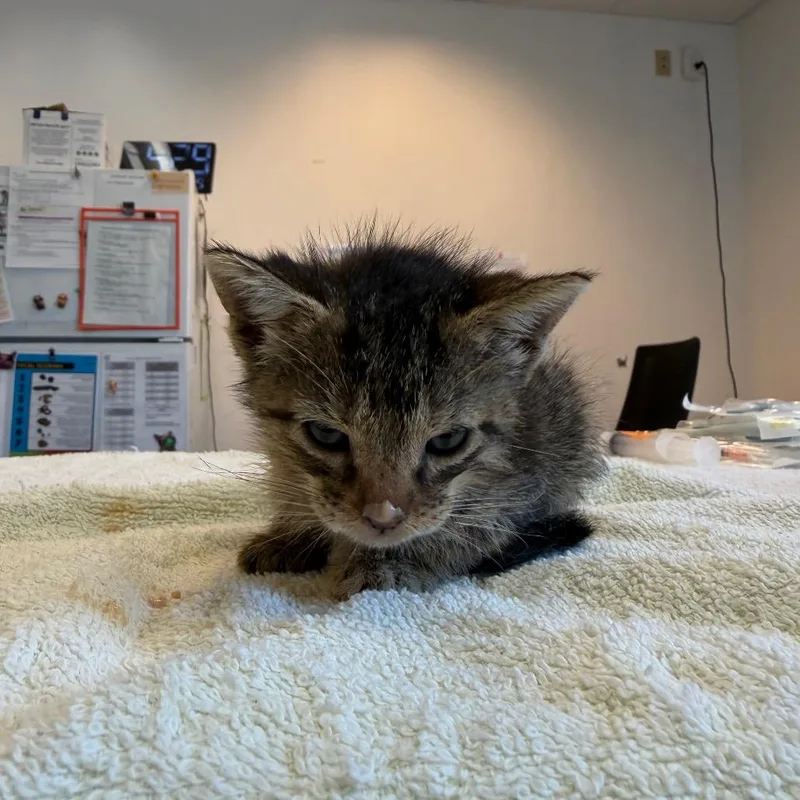 A baby small-sized female Brown / Chocolate Domestic Short Hair cat named Edelweiss for adoption in Austin, TX