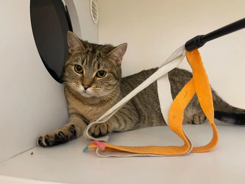 Polyethylene thumbnail 2