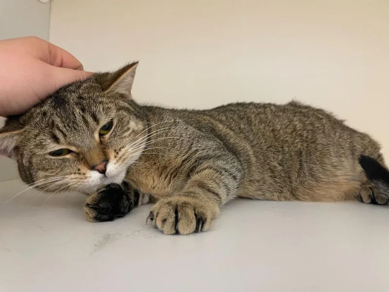 Polyethylene thumbnail 3