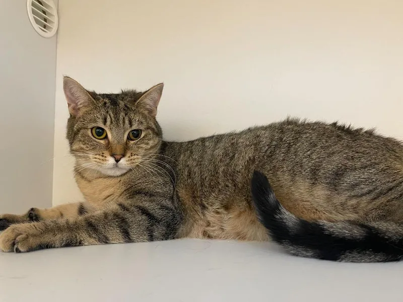 Polyethylene thumbnail 4