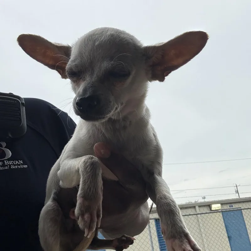 Little Larry