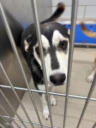 A young medium-sized female Mixed Breed dog named Bronx for adoption in North Richland Hills, TX