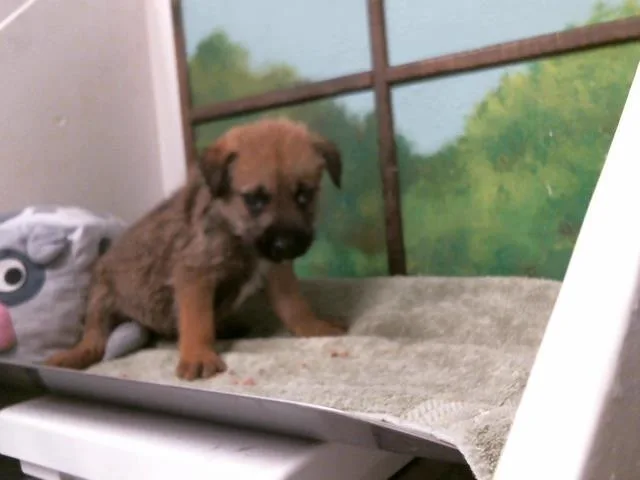 A baby small-sized female German Shepherd Dog dog named Poppy for adoption in Houston, TX