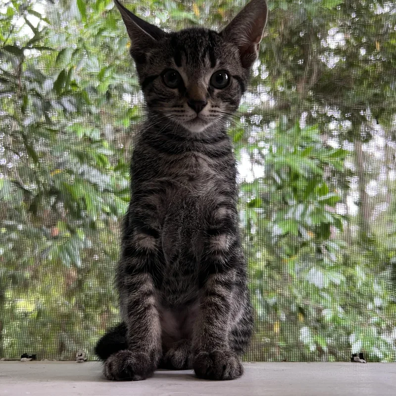 Tiger Woods