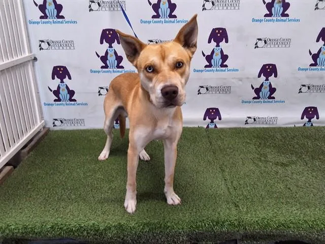 A young large-sized male Pit Bull Terrier dog named Oso for adoption in Orlando, FL