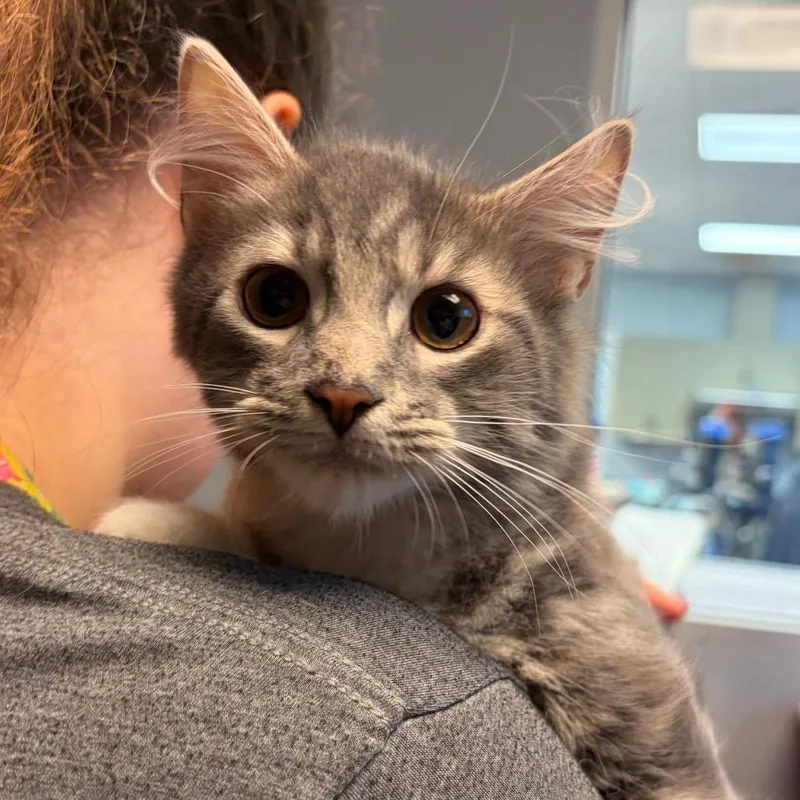 A baby medium-sized male Gray / Blue / Silver Domestic Medium Hair cat named Jayfeather for adoption in Columbus, GA