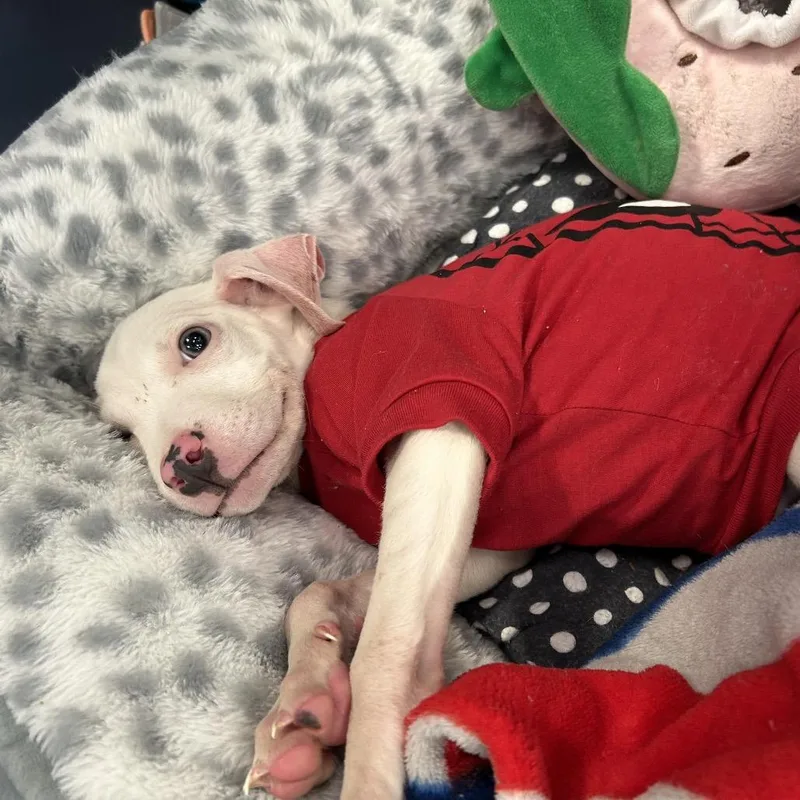A baby small-sized male Pit Bull Terrier dog named Roo for adoption in Greensboro, NC