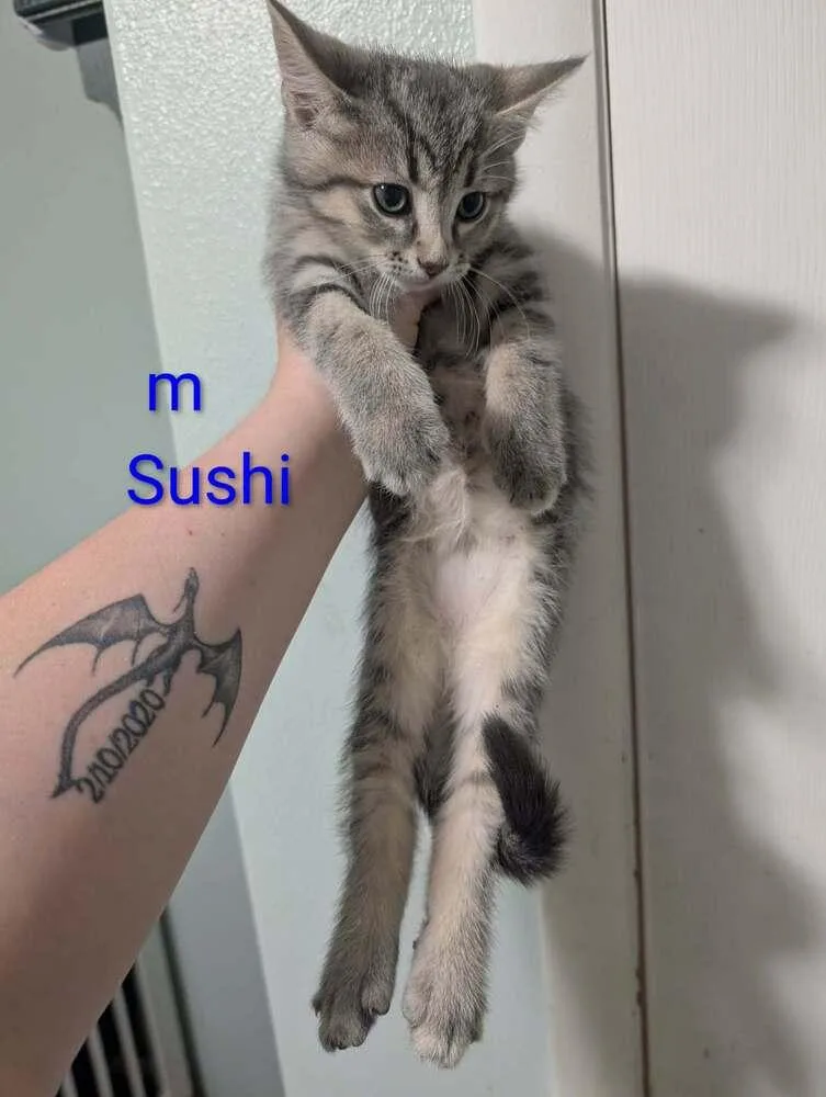 Sushi