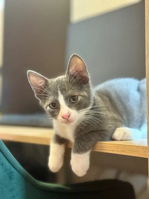 A baby small-sized male Gray & White Domestic Short Hair cat named Oslo for adoption in Philadelphia, PA