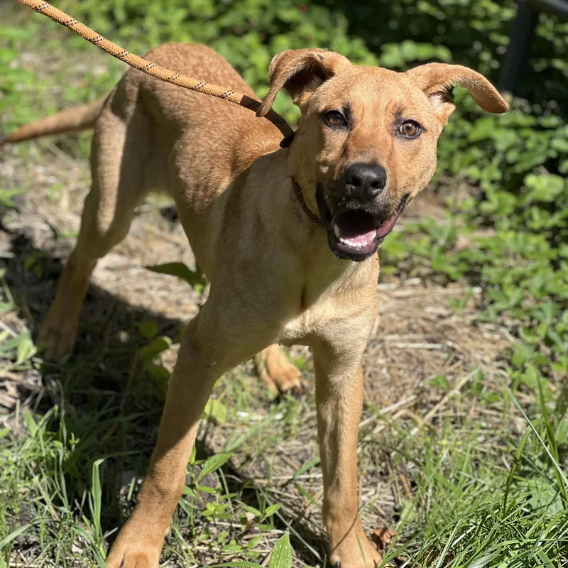 A young medium-sized female Mixed Breed dog named Bunny for adoption in Hughesville, MD