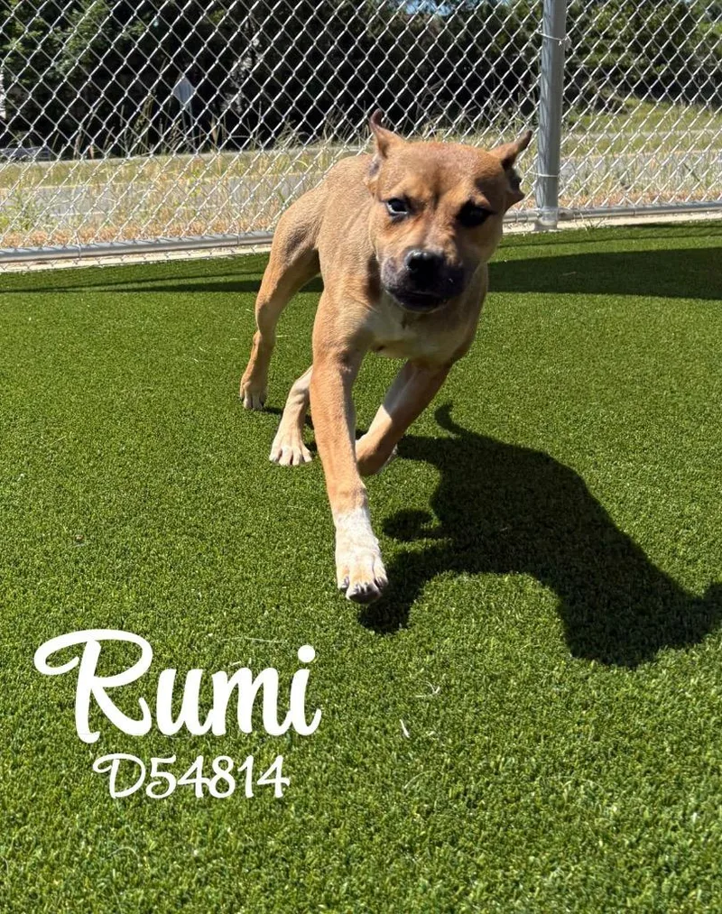 Rumi