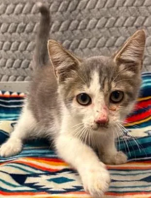 A baby small-sized male Domestic Short Hair cat named Mirrorball for adoption in Lampasas, TX