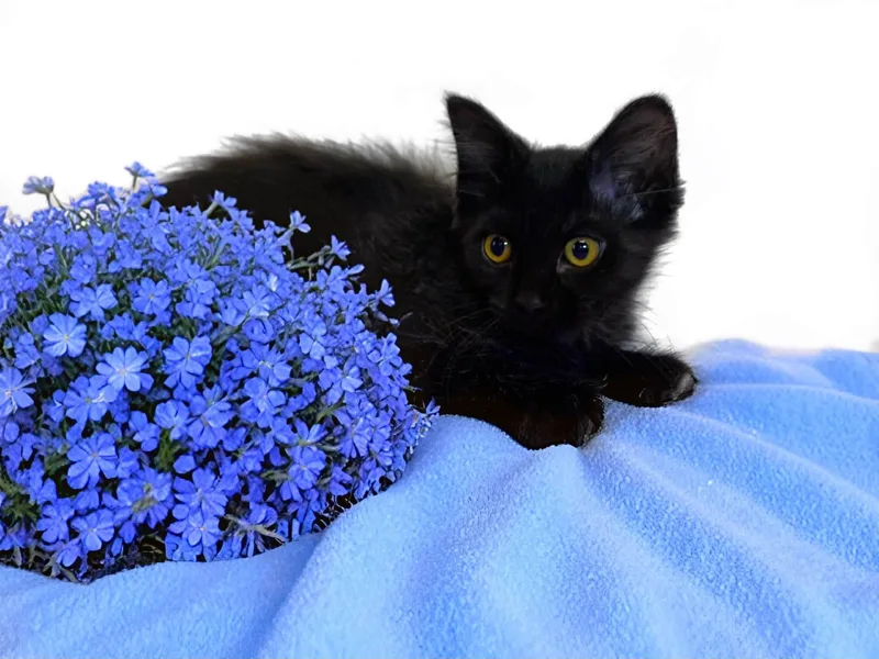 A baby medium-sized male Black Domestic Medium Hair cat named Sky for adoption in Graham, WA
