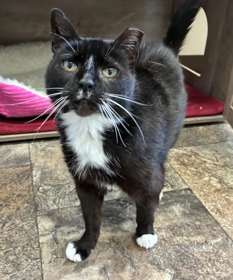 An adult large-sized female Black & White / Tuxedo Domestic Short Hair cat named Pyrex for adoption in Breinigsville, PA