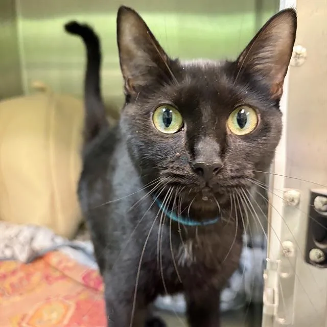 A young small-sized female Domestic Short Hair cat named Inky for adoption in Centerville, MA