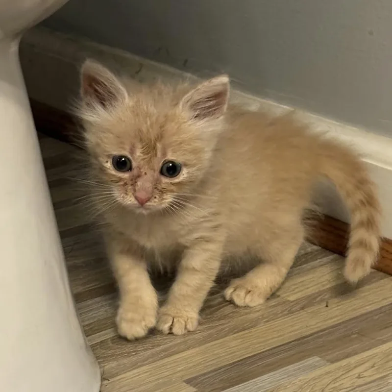 A baby small-sized male Buff / Tan / Fawn Domestic Short Hair cat named Cousin It for adoption in Pine Mountain, GA