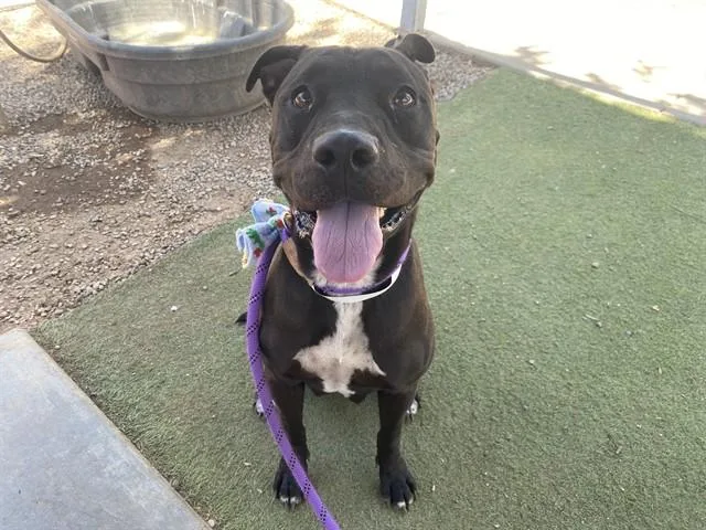 A young large-sized female Pit Bull Terrier dog named Roxy for adoption in Phoenix, AZ