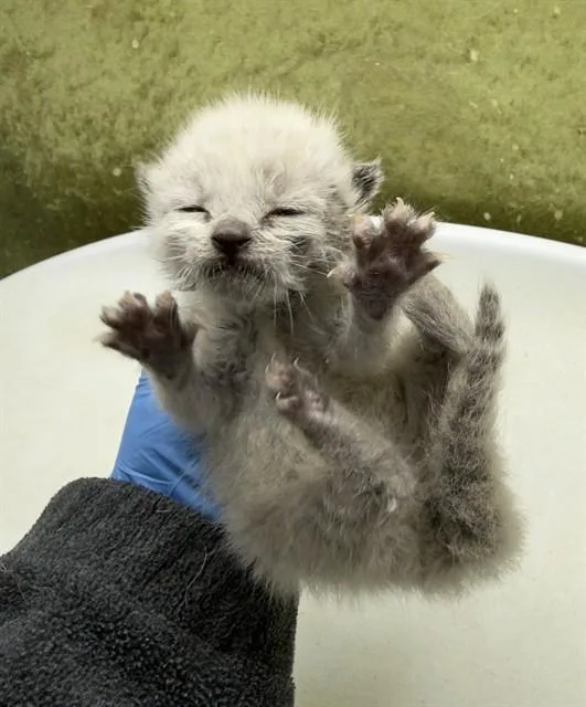 A baby small-sized female Domestic Short Hair cat named Pearl for adoption in Riverside, CA