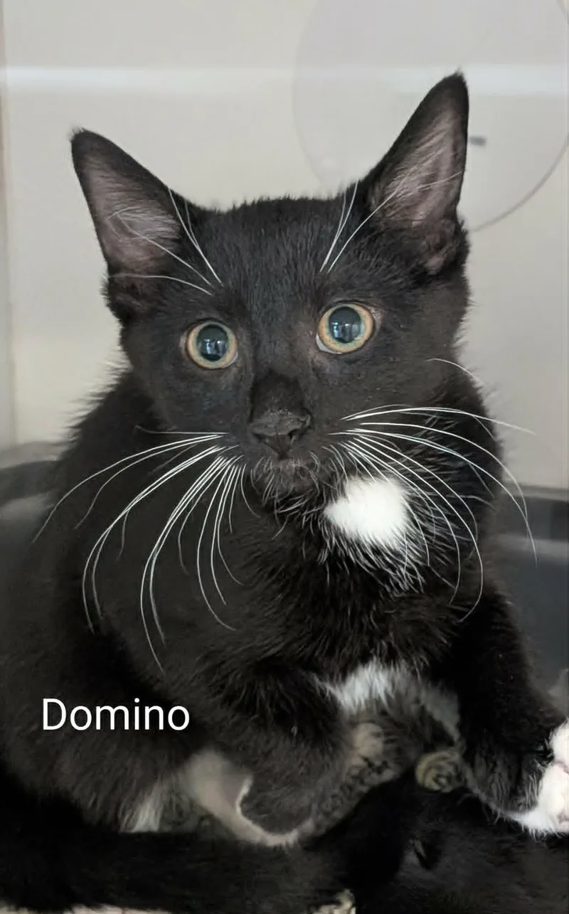 A baby small-sized male Black & White / Tuxedo Domestic Short Hair cat named Domino for adoption in Flint, MI