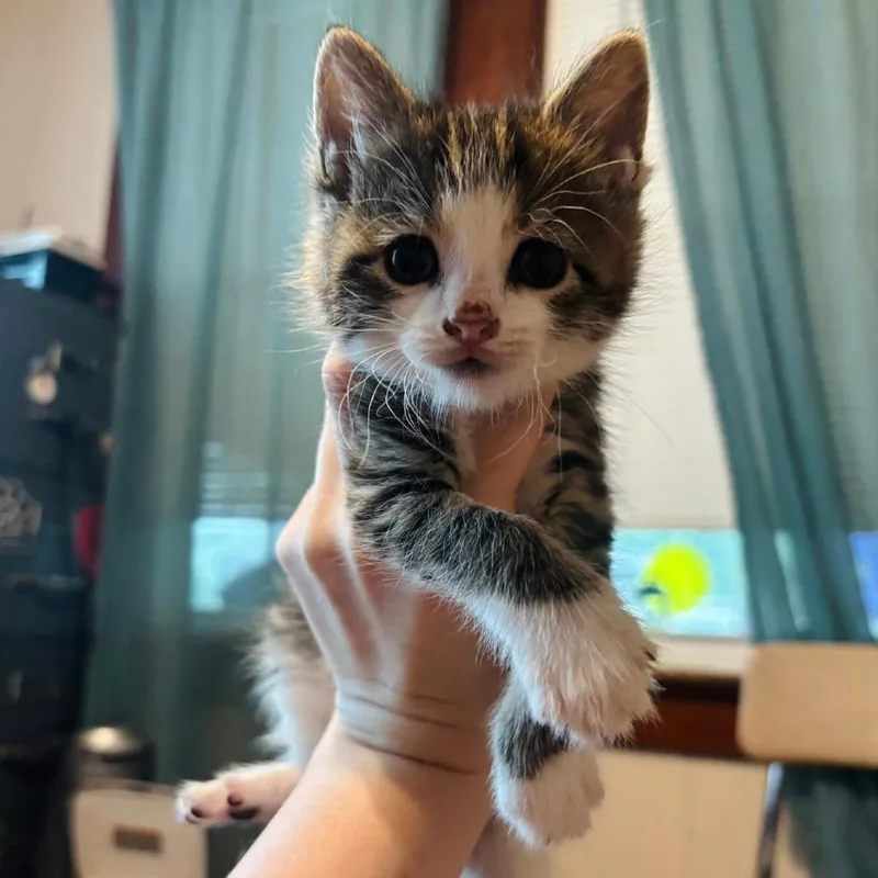 A baby small-sized female Brown / Chocolate Domestic Short Hair cat named Marcia Brady for adoption in Woodbury, NJ
