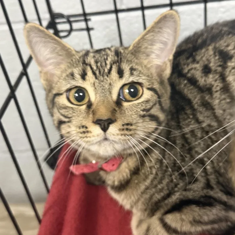 A baby small-sized female Brown / Chocolate Domestic Short Hair cat named Tiana for adoption in Marion, VA