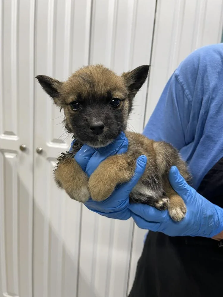 A baby small-sized female Mixed Breed dog named Winnie for adoption in Chattanooga, TN
