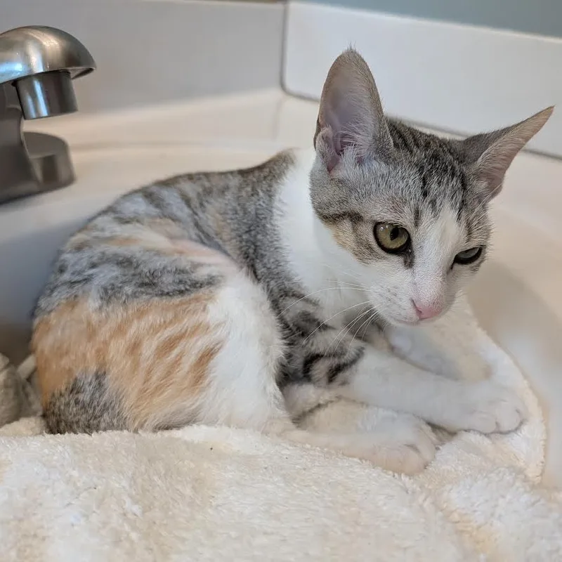A baby small-sized female Calico Domestic Short Hair cat named Compactor for adoption in South Elgin, IL