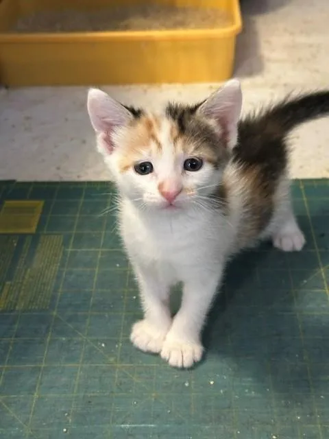 A baby small-sized female Calico Domestic Short Hair cat named Maserati for adoption in Mesa, AZ