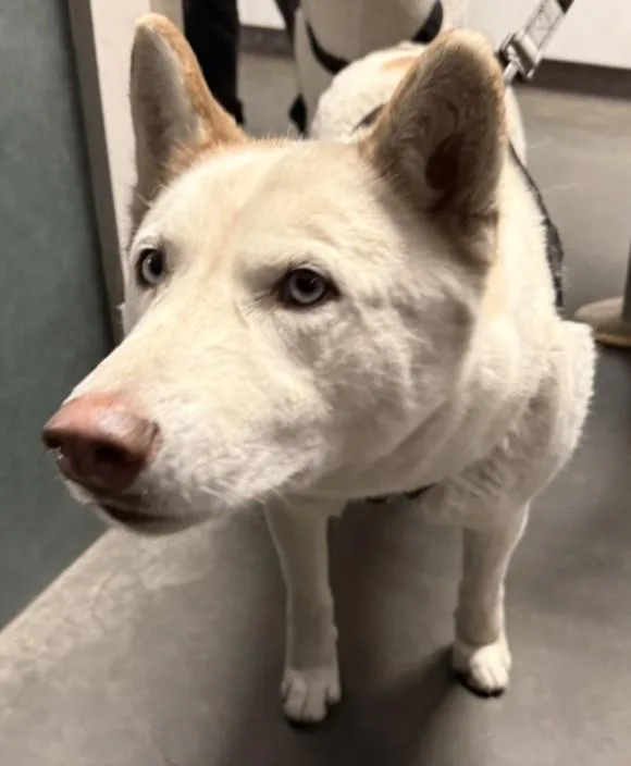 An adult medium-sized male Mixed Breed dog named Rocky for adoption in Chatsworth, CA