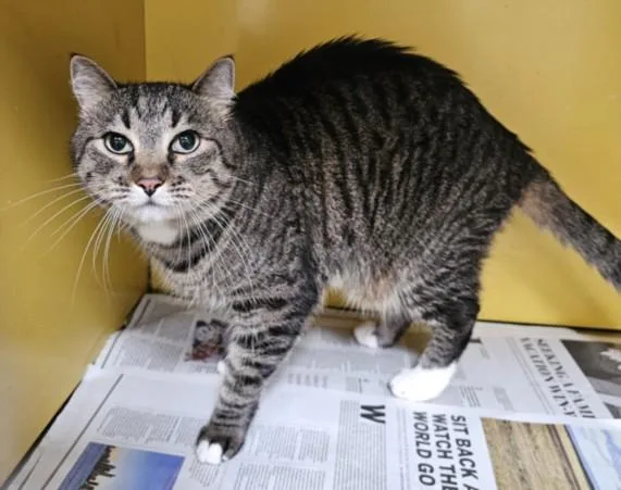 A senior large-sized female Domestic Short Hair cat named Ashat for adoption in Los Angeles, CA
