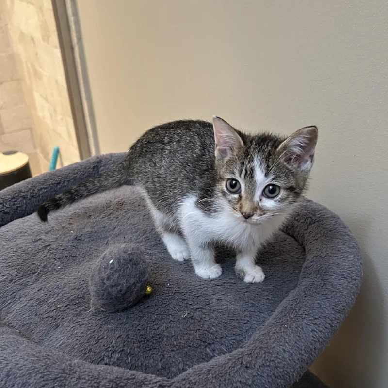 A young medium-sized female White Domestic Short Hair cat named Viola for adoption in Evanston, IL