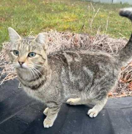 An adult small-sized female Domestic Short Hair cat named Acorn for adoption in Morton Grove, IL