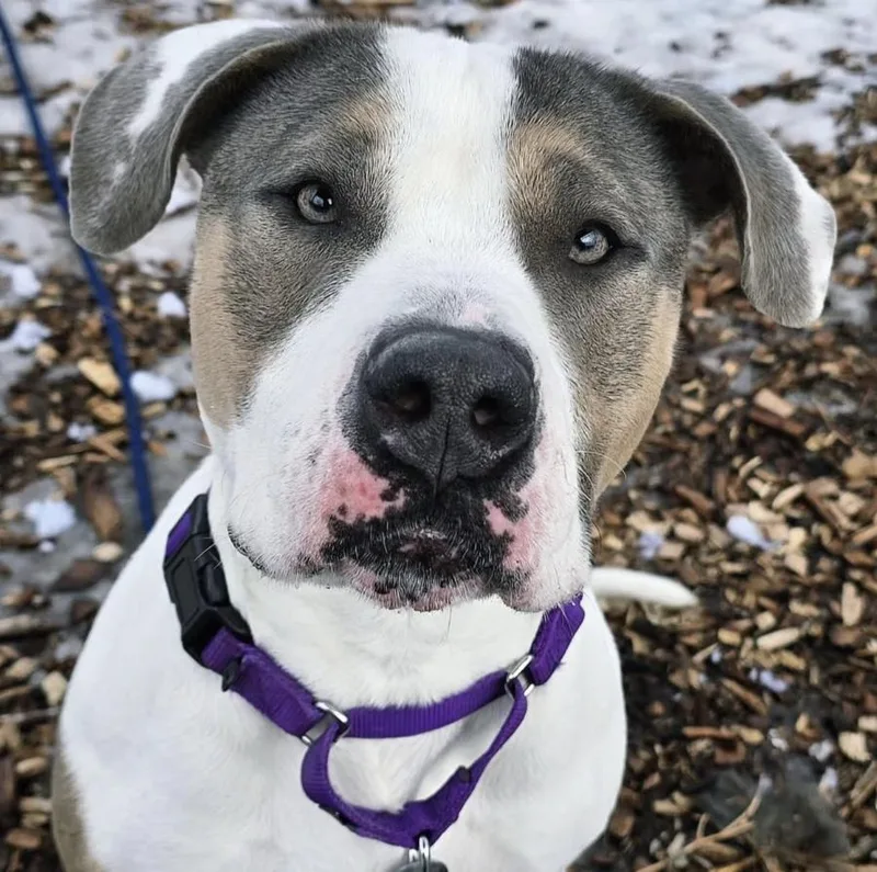 Sunflower My Fee Has thumbnail 3