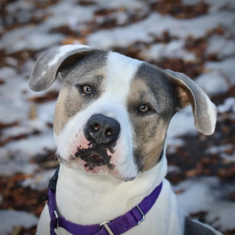 Sunflower My Fee Has