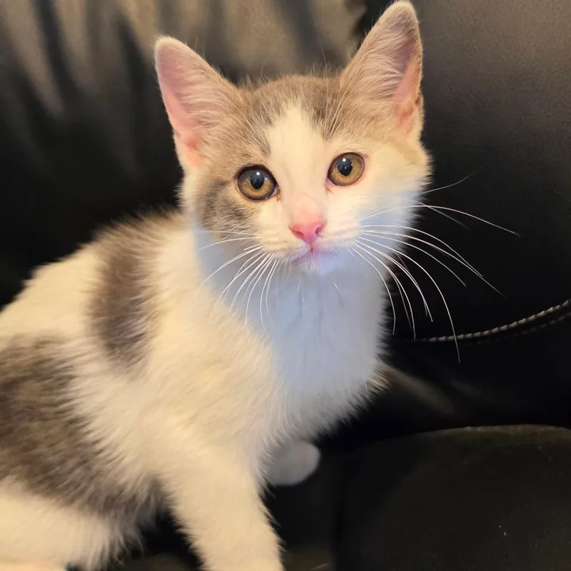 A baby small-sized female White Domestic Short Hair cat named Bliss for adoption in Jefferson city, TN