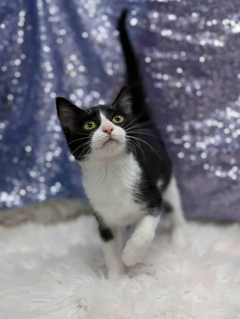 A young medium-sized male Black & White / Tuxedo Domestic Short Hair cat named Splat for adoption in Clarkesville, GA