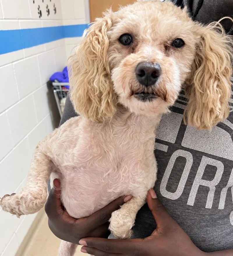 An adult small-sized female Poodle dog named Rumi for adoption in Lima, OH