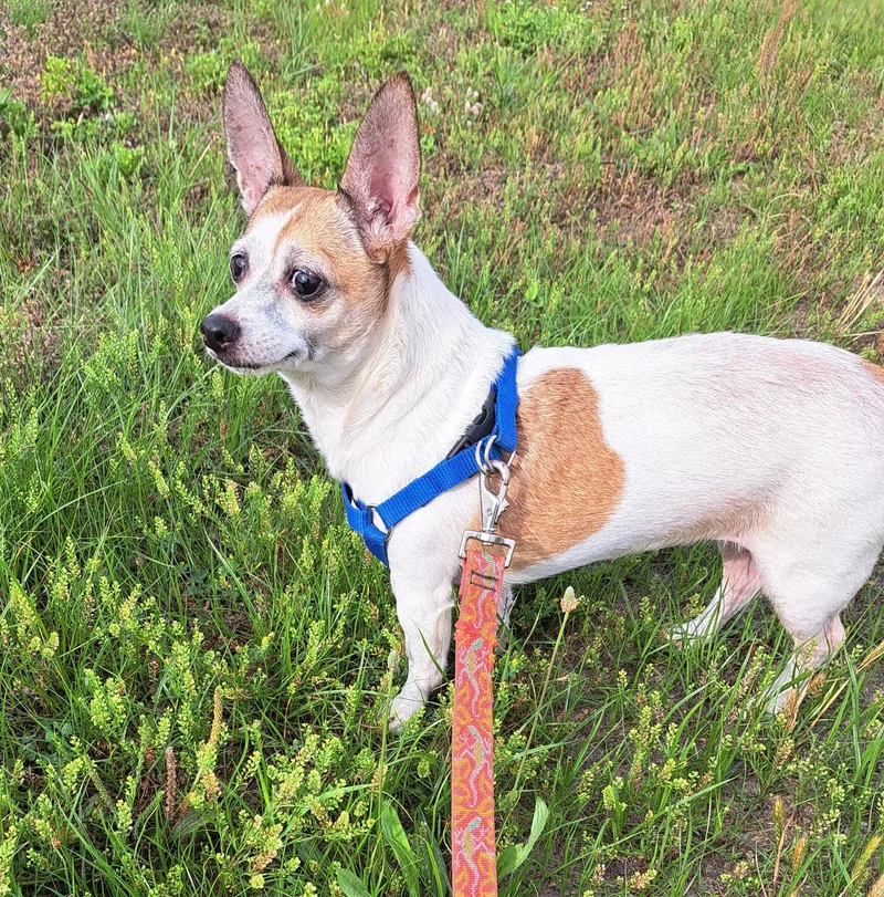 An adult small-sized female Chihuahua dog named Cookie for adoption in Muldrow, OK