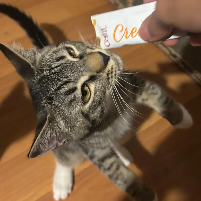 A young small-sized male Gray / Blue / Silver Domestic Short Hair cat named Fern for adoption in Los Angeles, CA