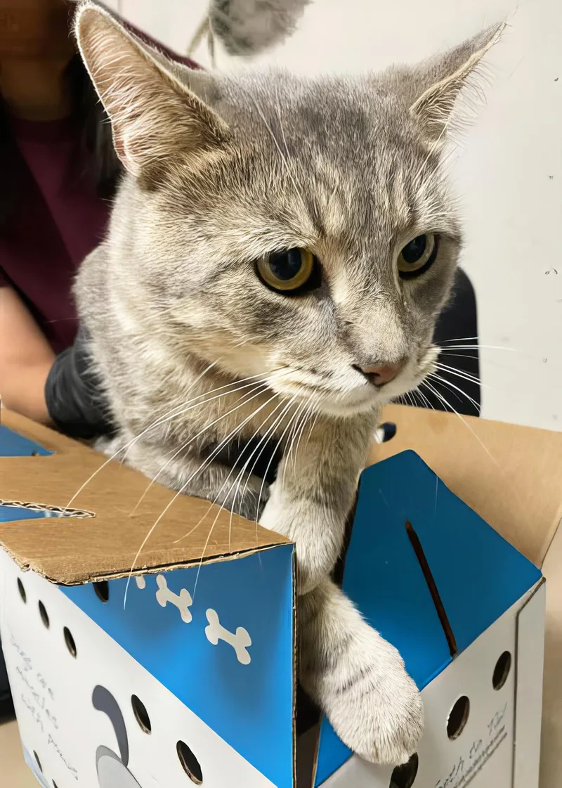 An adult medium-sized male Tabby (Gray / Blue / Silver) Domestic Short Hair cat named Hobbes for adoption in Nashville, TN