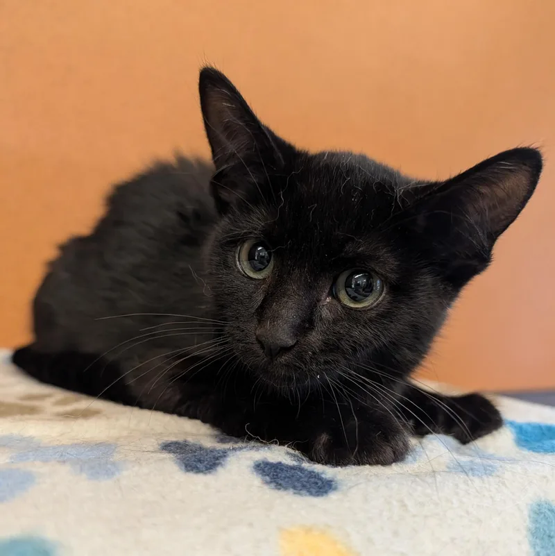 A baby small-sized female Black Domestic Short Hair cat named Po for adoption in Rochester, MN