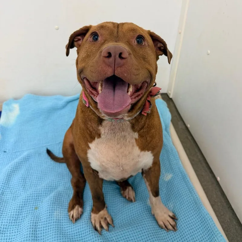 An adult large-sized female Mixed Breed dog named Pumpkin Spice for adoption in Rocky Mount, VA
