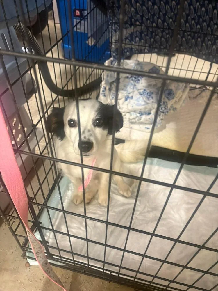 An adult small-sized female Tricolor (Brown, Black, & White) Cockapoo dog named Sipsy for adoption in Aurora, IN